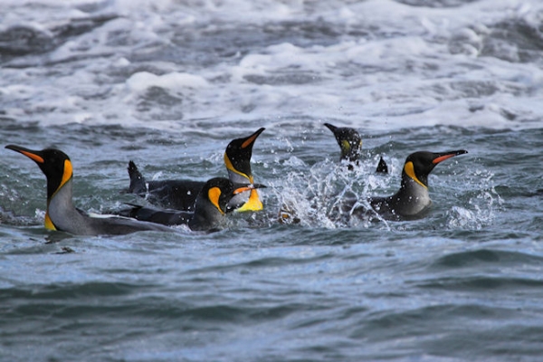 SGeorgia_SalisburyPlain_5070 (1).jpg - King Penguins in the sea at Salisbury Plain, north coast of South Georgia